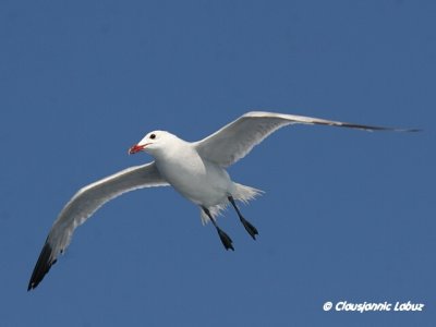 Audouin's Gull / Audouinsmåge