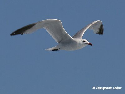 Audouin's Gull / Audouinsmåge
