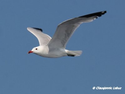 Audouin's Gull / Audouinsmåge