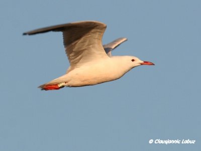 Slenderbilled Gull / Tyndnbbet mge
