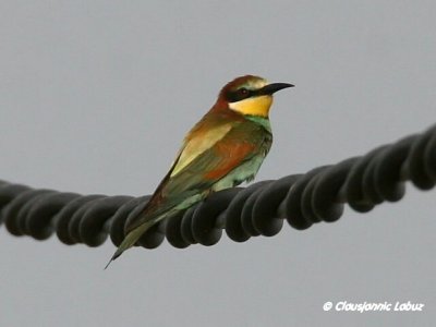 Bee-eater / Bider (Els Ports)