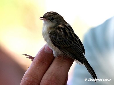 Zitting Cistocola/Cistussanger - Ringing with Audouin Birding/Ringmrkning med Audouin Birding
