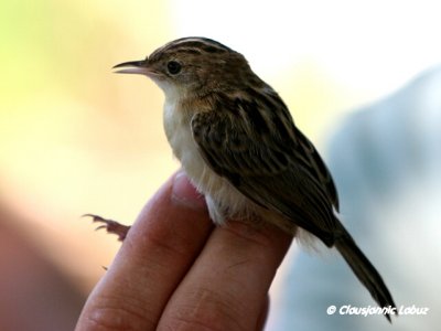 Zitting Cistocola/Cistussanger - Ringing with Audouin Birding/Ringmrkning med Audouin Birding