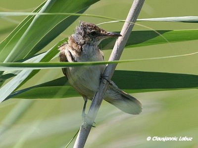 Great Reed Warbler  / Drosselrrsanger