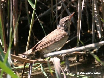 Great Reed Warbler  / Drosselrrsanger