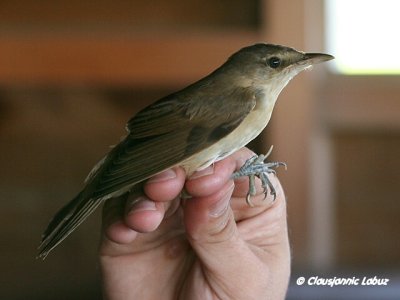 Great Reed Warbler  / Drosselrrsanger - Ringing with Audouin Birding / Ringmrkning med Audouin Birding