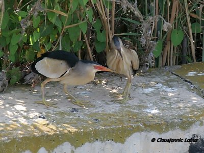 Little Bittern / Dværghejre