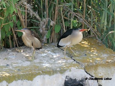 Little Bittern / Dværghejre