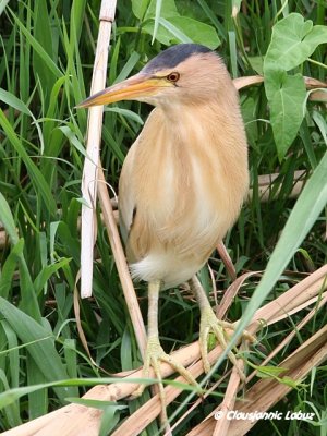 Little Bittern / Dvrghejre