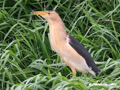Little Bittern / Dvrghejre