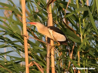 Little Bittern / Dvrghejre