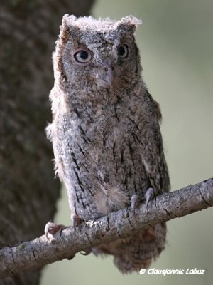 Scoops Owl / Dvrghornugle - Ringing with Audouin Birding / Ringmrkning med Audouin Birding