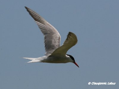 Common Tern / Fjordterne