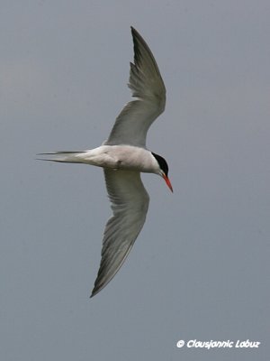 Common Tern / Fjordterne