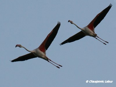 Flamingo