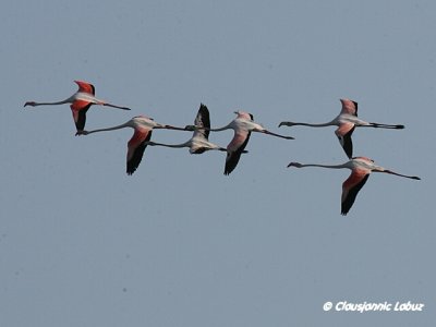 Flamingo