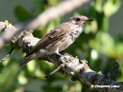 Spotted Flycatcher / Gr Fluesnapper