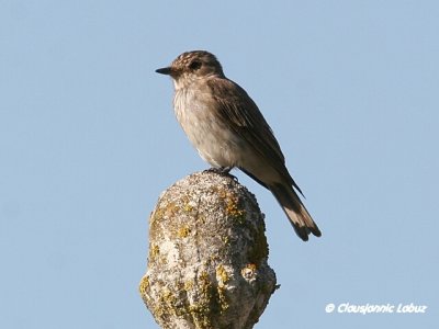 Spotted Flycatcher / Gr Fluesnapper