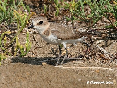Kentish Plover / Hvidbrystet prstekrave