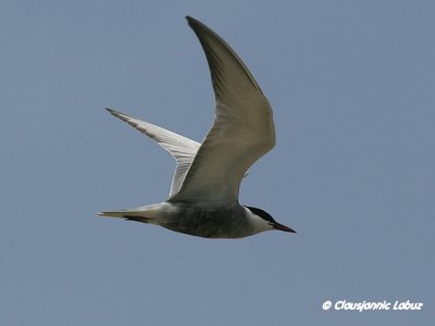 Whiskered Tern / Hvidskgget Terne