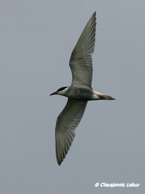 Whiskered Tern / Hvidskgget Terne