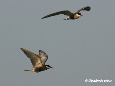 Whiskered Tern / Hvidskgget Terne