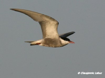 Whiskered Tern / Hvidskgget Terne
