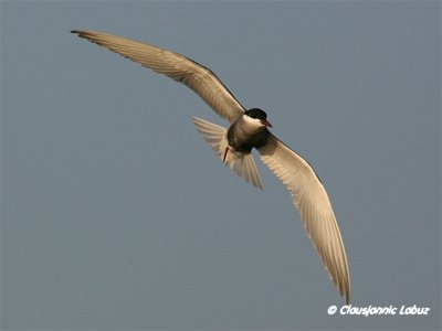 g5/16/934816/3/118893306.ifTh1h9i.jpg