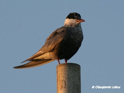 Whiskered Tern / Hvidskgget Terne