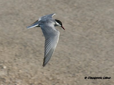 Whiskered Tern / Hvidskægget Terne