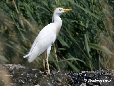Cattle Egret / Kohejre