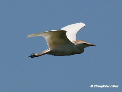 Cattle Egret / Kohejre