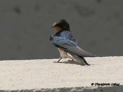 Barn Swallow / Landsvale