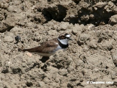 Little Ringed Plover / Lille Prstekrave