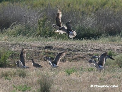 Whimbrel / Smspove (Lille Regnspove)
