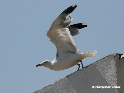 Yellow-legged Gull / Middelhavsslvmge