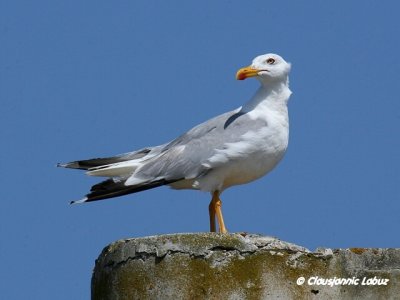 Yellow-legged Gull / Middelhavsslvmge