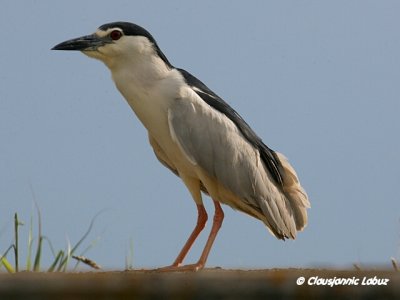 Night Heron / Nathejre