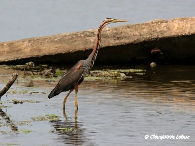 Purple Heron / Purpurhejre
