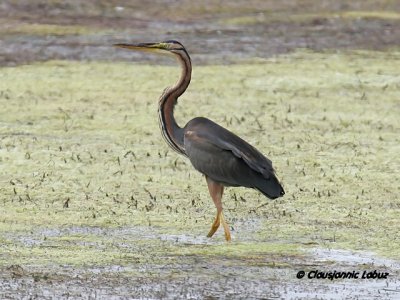 Purple Heron / Purpurhejre