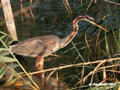 Purple Heron / Purpurhejre