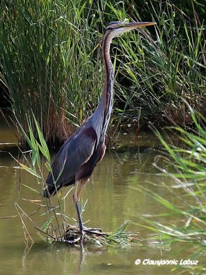Purple Heron / Purpurhejre