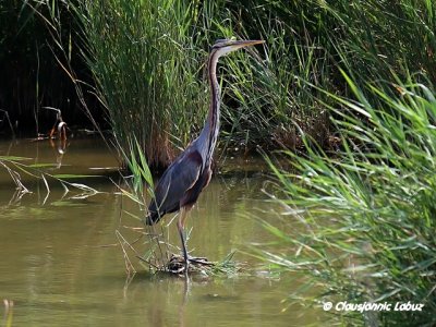 Purple Heron / Purpurhejre