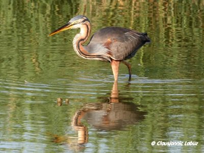 Purple Heron / Purpurhejre
