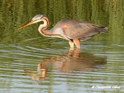 Purple Heron / Purpurhejre