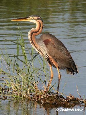 Purple Heron / Purpurhejre
