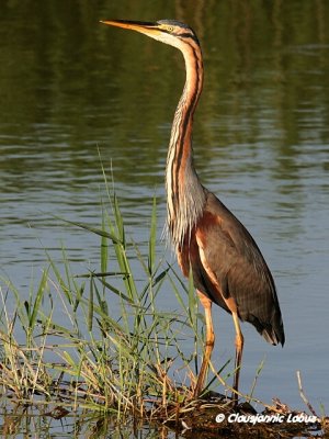 Purple Heron / Purpurhejre