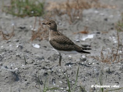 Collared Pranticole / Rødvinget Braksvale