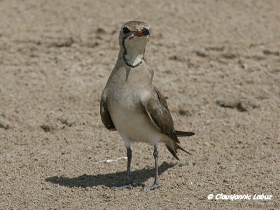 Collared Pranticole / Rdvinget Braksvale