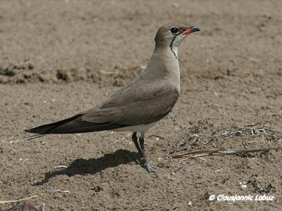 Collared Pranticole / Rdvinget Braksvale